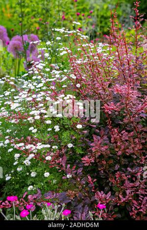 Tanacetum parthenium mit Berberis thunbergii atropurpurea f.' Rose Glow' Stockfoto