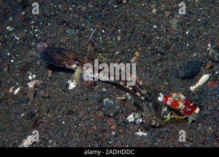 Flag-Fin Shrimp-Goby Tomiyamichthyis sp2 Stockfoto