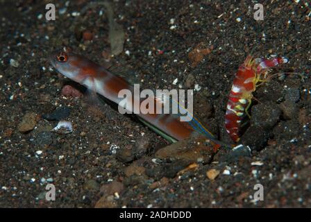 Amblyeleotris flag-tail Shrimp-Goby yanoi Stockfoto