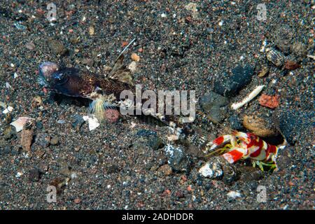 Flag-Fin Shrimp-Goby Tomiyamichthyis sp2 Stockfoto