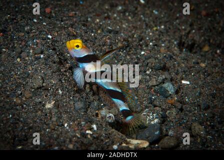 Black-Rayed Garnelen - grundel Stonogobiops nematodes Stockfoto