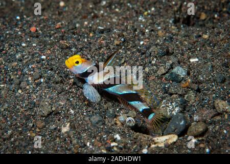 Black-Rayed Garnelen - grundel Stonogobiops nematodes Stockfoto