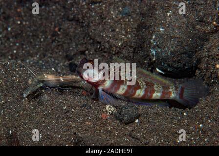 Black-Rayed Garnelen - grundel Stonogobiops nematodes Stockfoto