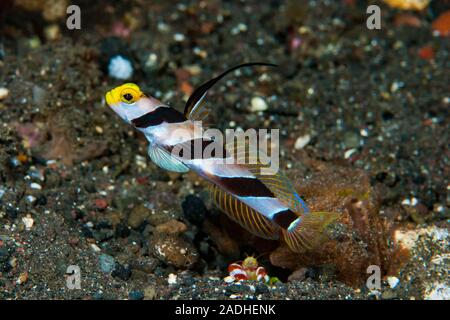 Black-Rayed Garnelen - grundel Stonogobiops nematodes Stockfoto