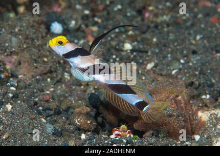 Black-Rayed Garnelen - grundel Stonogobiops nematodes Stockfoto