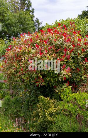 Staudenbeet mit Photinia x fraseri 'Red Robin' Stockfoto