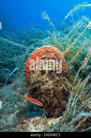 Edler Kugelschreiber Shell (Pinna nobilis), zwischen Algen, Marine Park Dragonera, Sant Elm, Mallorca, Balearen, Spanien Stockfoto