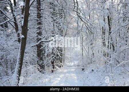 Waldweg im Winter Landschaft an einem sonnigen Morgen. Stockfoto