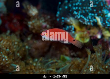 Der kleine Maori Wrasse Cheilinus bimaculatus Stockfoto