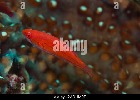 Der kleine Maori Wrasse Cheilinus bimaculatus Stockfoto