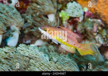 Der kleine Maori Wrasse Cheilinus bimaculatus Stockfoto