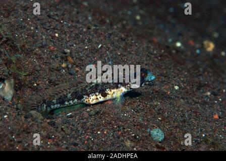 Flag-Fin Shrimp-Goby Tomiyamichthyis sp2 Stockfoto