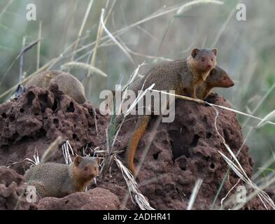 Eine Gruppe von Zwergmungos (Helogale parvula) auf einem Termitenhügel, der wahrscheinlich ihr Schlafplatz ist. Serengeti Nationalpark, Tansania. Stockfoto