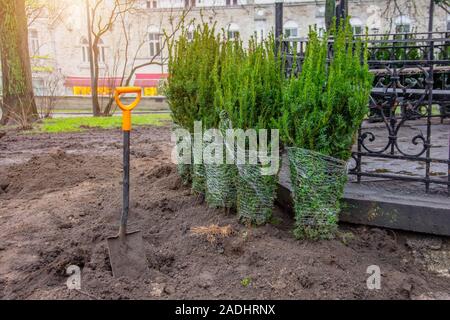 Eine Reihe von Nadelholz fichte Bäume im Herbst in einem Stadtpark gepflanzt. Stockfoto