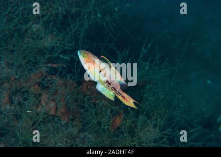 Der kleine Maori Wrasse Cheilinus bimaculatus Stockfoto