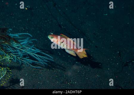 Der kleine Maori Wrasse Cheilinus bimaculatus Stockfoto