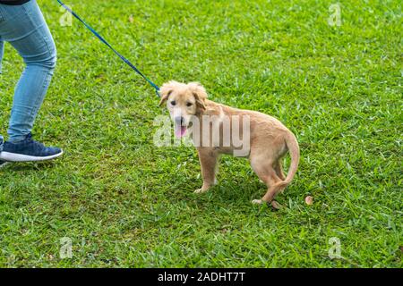 Süße golden Welpen gehen auf das Gras mit seinem Besitzer Stockfoto