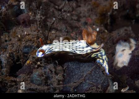 Hypselodoris zephyra Stockfoto