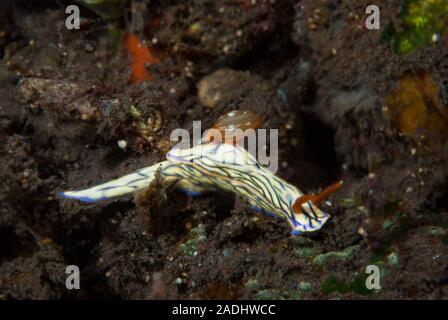 Hypselodoris zephyra Stockfoto