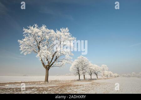 Winter Baum an einem sonnigen Morgen. Stockfoto