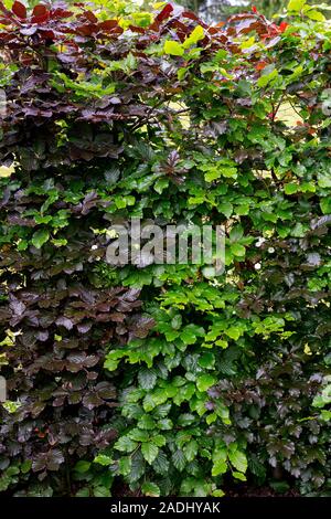 Corylus maxima 'Purpurea' Stockfoto