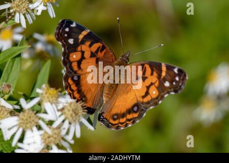 Amerikanische Painted Lady Butterfly (Vanessa virginiensis), Acadia National Park, Maine, USA Stockfoto