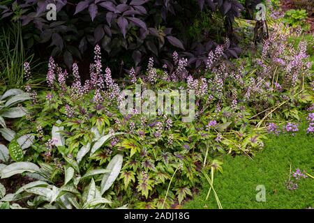 Sambucus nigra underplanted mit Tiarella "Zucker und Gewürz" Stockfoto