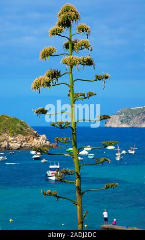 Agave, Sentry Pflanze, Jahrhundert, maguey Aloe oder American Aloe (Agave americana), San Telmo, Mallorca, Balearen, Spanien Stockfoto