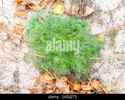 Grüne Pflanze Bush auf Wüstensand. Klima. Natürliche Hintergrund. Für Text platzieren. Stockfoto