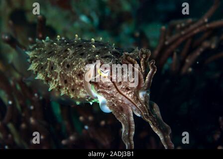 Nadel Tintenfisch Sepia aculeata Stockfoto
