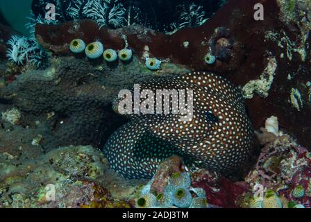 Moray Gymnothorax meleagris mit weißem Mund Stockfoto