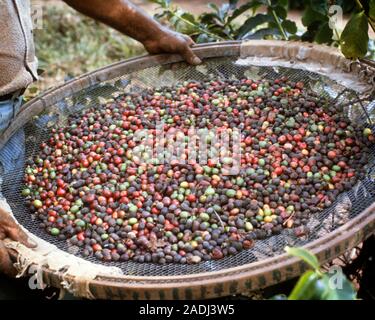 1970 s Hände der männlichen Arbeiter halten bunte FRISCH GEERNTETEN BOHNEN IN EINER REINIGUNG WARENKORB-kf 17984 PHT 001 HARS KOFFEIN GRUBE HÄNDE NUR GEERNTET ALTMODISCH Stockfoto