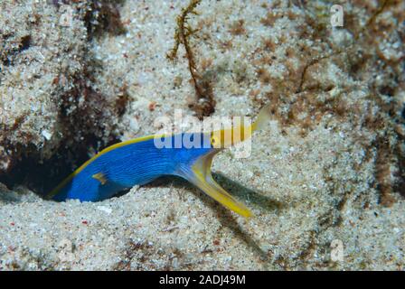 Blue Ribbon Eel Rhinomuraena quaesita Stockfoto