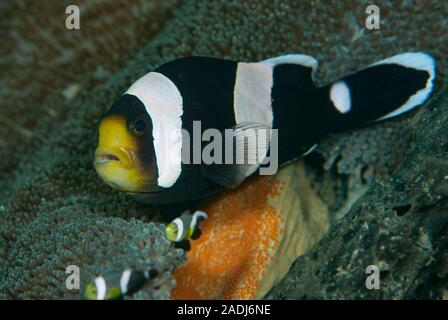 Anemonenfischen (oder clownfisch) leben in einer symbiotischen Beziehung mit Seeanemonen. Sie Eier in der Nähe der Anemone. Stockfoto