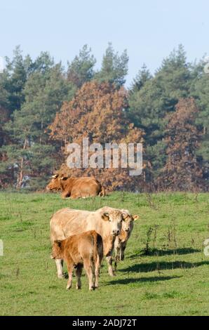 Inländische Rinder Viehbestand, Bos taurus, in der Nähe von Rinder Farm auf einer Weide in Deutschland, Westeuropa Stockfoto