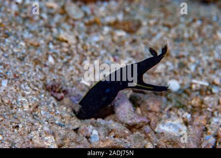 Blue Ribbon Eel Rhinomuraena quaesita Stockfoto