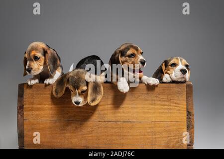 Beagle tricolour Welpen sind posiert in Holzkiste. Niedliches Hündchen oder Haustiere spielen auf grauem Hintergrund. Schauen besucht und verspielt. Studio photoshot. Konzept der Bewegung, Bewegung, Aktion. Negativer Platz. Stockfoto