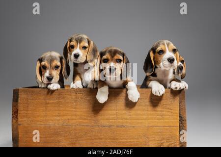 Beagle tricolour Welpen sind posiert in Holzkiste. Niedliches Hündchen oder Haustiere spielen auf grauem Hintergrund. Schauen besucht und verspielt. Studio photoshot. Konzept der Bewegung, Bewegung, Aktion. Negativer Platz. Stockfoto