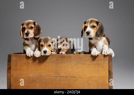 Beagle tricolour Welpen sind posiert in Holzkiste. Niedliches Hündchen oder Haustiere spielen auf grauem Hintergrund. Schauen besucht und verspielt. Studio photoshot. Konzept der Bewegung, Bewegung, Aktion. Negativer Platz. Stockfoto