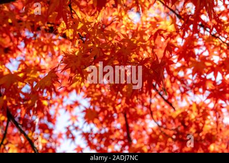 Red maple Blätter im Wind flattern Stockfoto