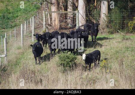 Te Araroa Trail alternative Route. State Highway 79. South Island. Neuseeland Stockfoto