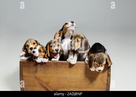 Beagle tricolour Welpen sind posiert in Holzkiste. Niedliches Hündchen oder Haustiere spielen auf weißen Hintergrund. Schauen besucht und verspielt. Studio photoshot. Konzept der Bewegung, Bewegung, Aktion. Negativer Platz. Stockfoto