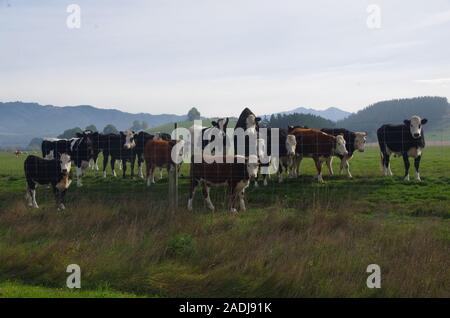 Te Araroa Trail alternative Route. State Highway 79. South Island. Neuseeland Stockfoto