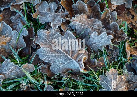 Laub überzogen im Frost. Stockfoto