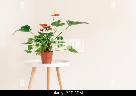 Frisches Hallenbad Haus Pflanze mit roten Blumen auf Weiß Couchtisch auf neutralem Hintergrund mit Kopie Raum Stockfoto
