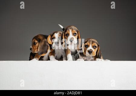 Beagle tricolour Welpen sind posieren. Süße weiß-braun-schwarz doggies oder Haustiere spielen auf grauem Hintergrund. Schauen besucht und verspielt. Studio photoshot. Konzept der Bewegung, Bewegung, Aktion. Negativer Platz. Stockfoto