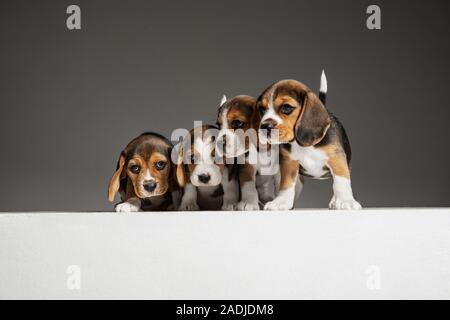 Beagle tricolour Welpen sind posieren. Süße weiß-braun-schwarz doggies oder Haustiere spielen auf grauem Hintergrund. Schauen besucht und verspielt. Studio photoshot. Konzept der Bewegung, Bewegung, Aktion. Negativer Platz. Stockfoto