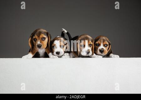 Beagle tricolour Welpen sind posieren. Süße weiß-braun-schwarz doggies oder Haustiere spielen auf grauem Hintergrund. Schauen besucht und verspielt. Studio photoshot. Konzept der Bewegung, Bewegung, Aktion. Negativer Platz. Stockfoto