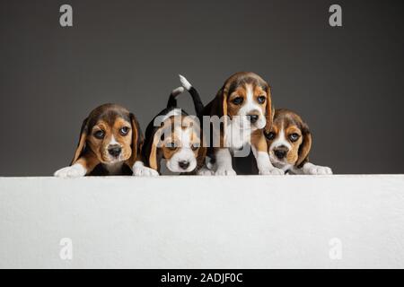 Beagle tricolour Welpen sind posieren. Süße weiß-braun-schwarz doggies oder Haustiere spielen auf grauem Hintergrund. Schauen besucht und verspielt. Studio photoshot. Konzept der Bewegung, Bewegung, Aktion. Negativer Platz. Stockfoto