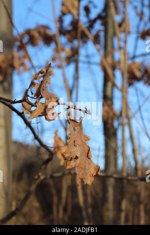 Getrocknete Blätter an einem Baum im Frühling Stockfoto